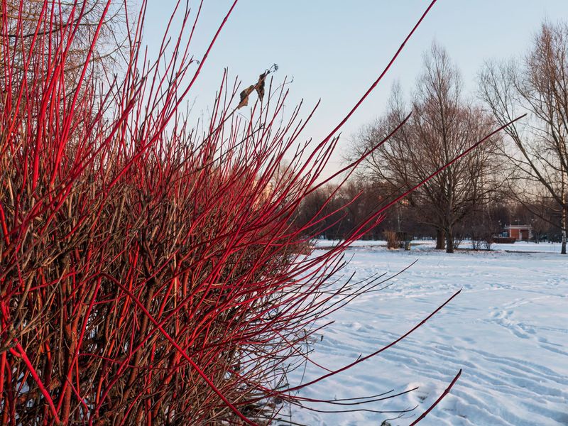 Red Twig Dogwood Thrives In Wet Clay Sites