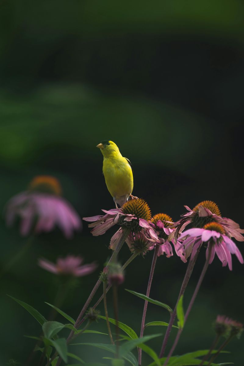 Late Season Seeds Keep Birds Visiting Longer
