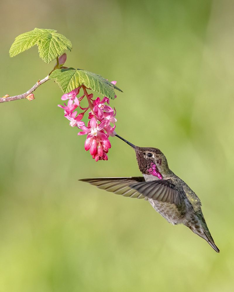Pollination You Didn't Notice