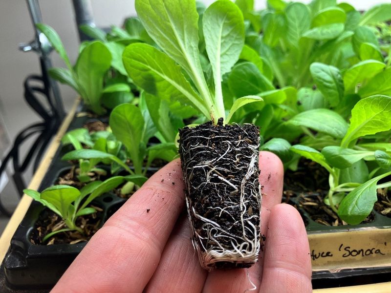 Plants Outgrow Containers Before Outdoor Planting - Pot Up Gradually