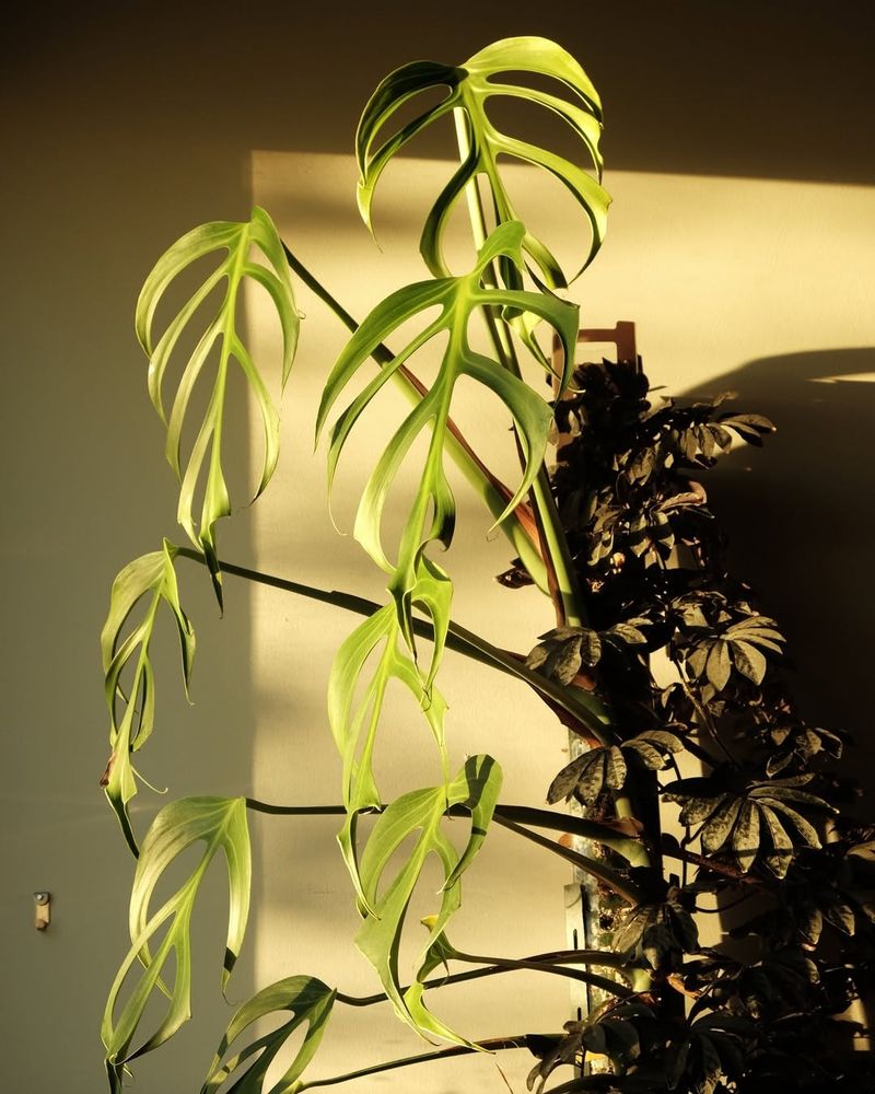 Increased Light Can Cause One-Sided Growth