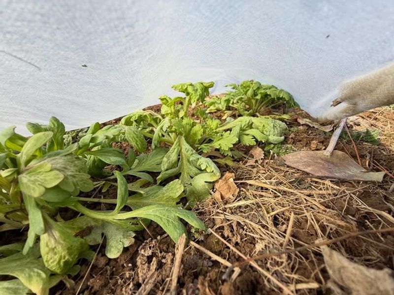 Ohio Weather Swings Confuse Plant Growth