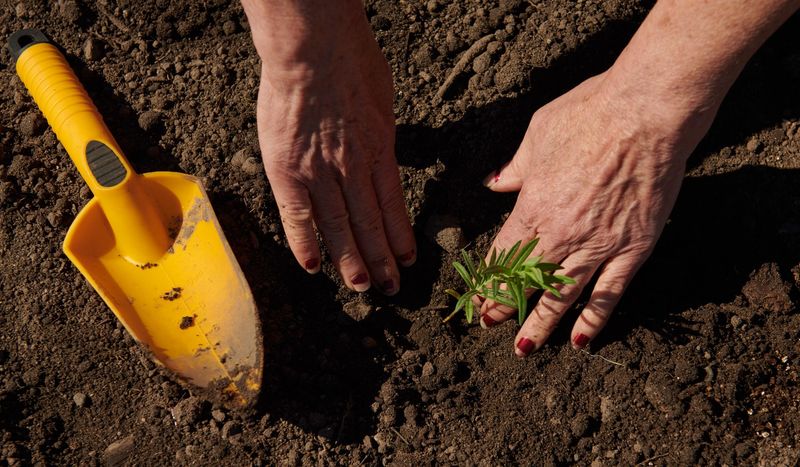 Plants Perfectly Adapted To Ohio Soil