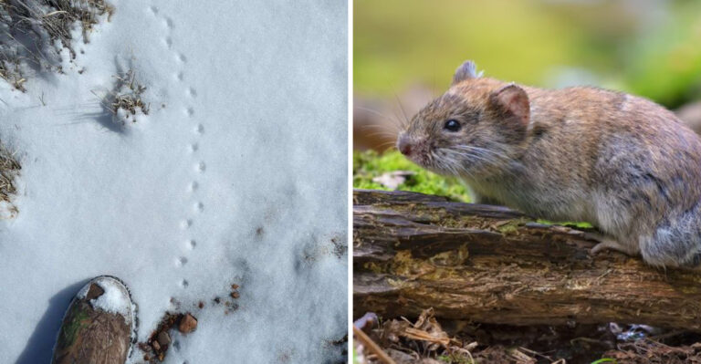 vole and its tracks in the snow