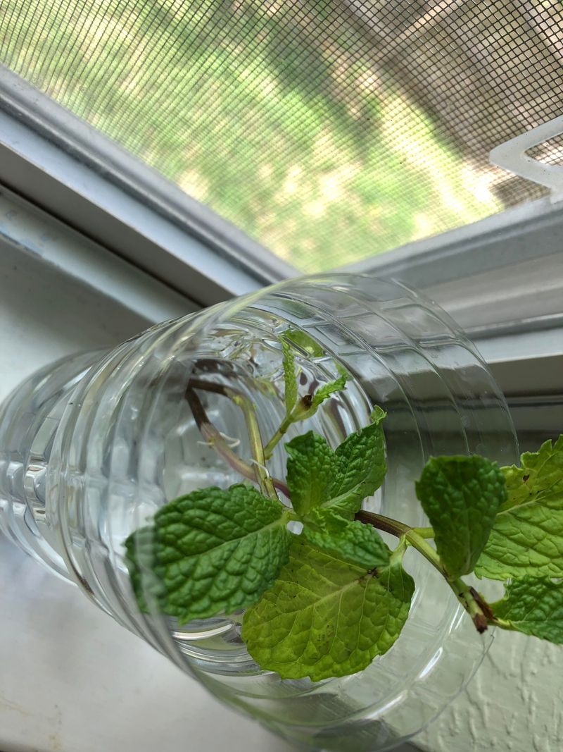 Planting Mint Cuttings Or Seeds In Your Bottle System
