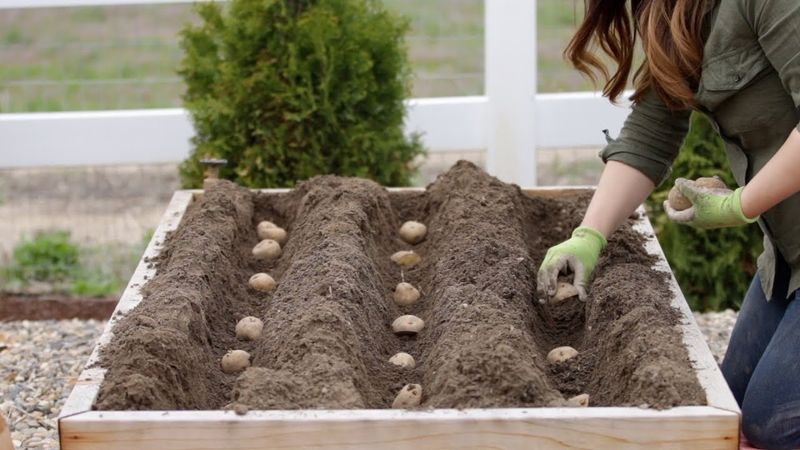 Soil Preparation And Planting Tips