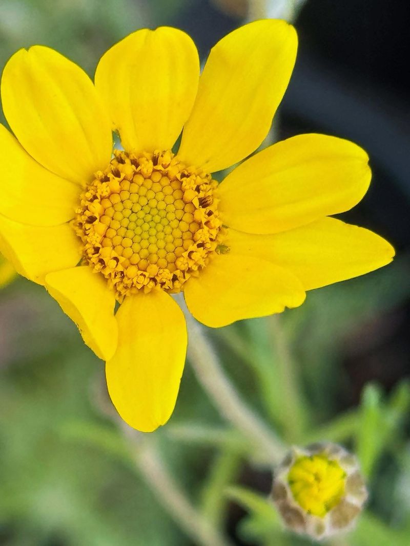 Oregon Sunshine (Eriophyllum Lanatum)