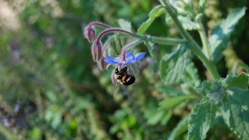 The Secret To A Busier Backyard Hive