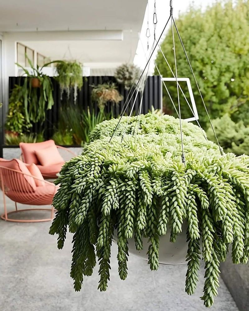 Burro's Tail Trails Softly With Lower Risk For Curious Critters