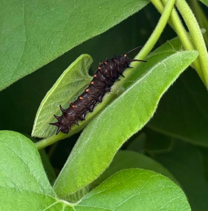 Pipevine Safely Supports Pipevine Swallowtail Caterpillars
