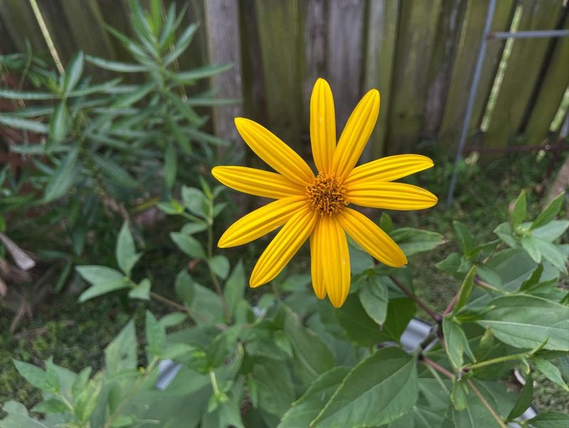 Jerusalem Artichoke (Helianthus Tuberosus)