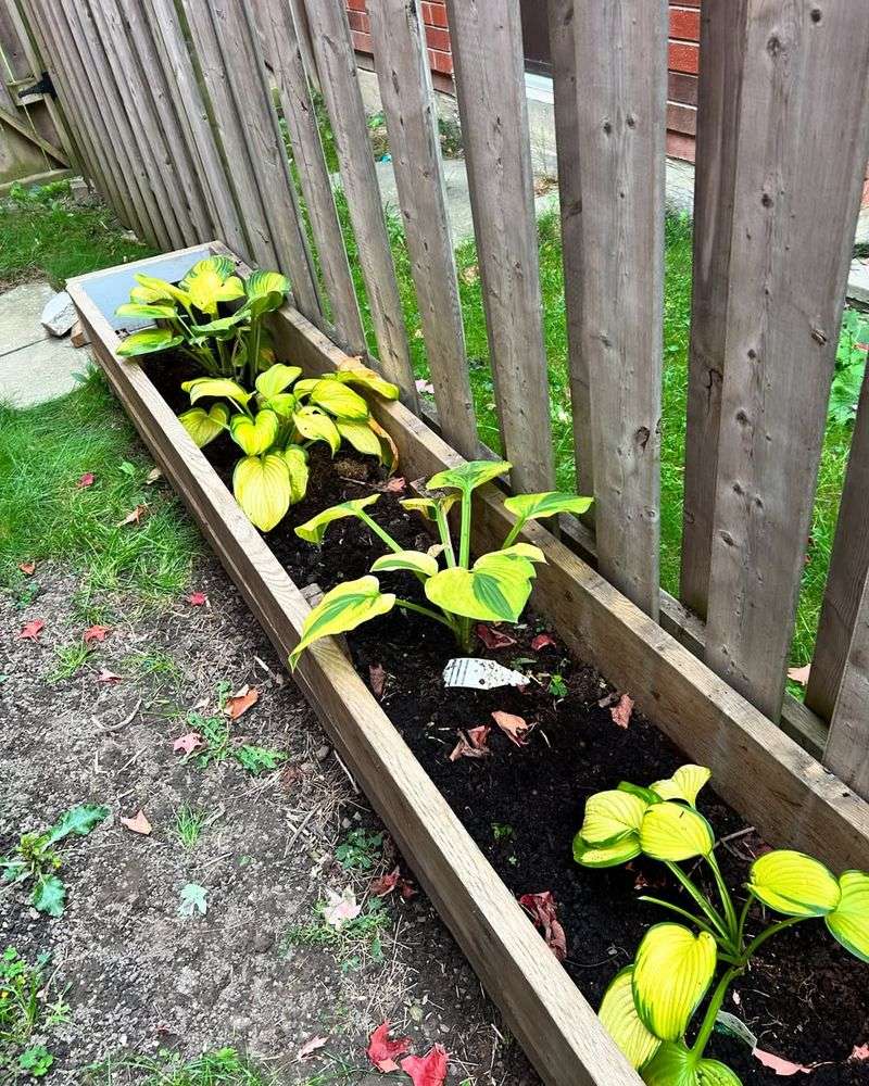 Replant Each Section At The Correct Depth And Give Them Space To Grow