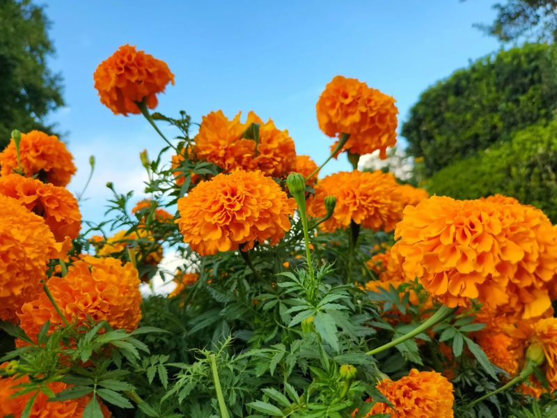 October Glows With Marigolds And Ancient Meaning