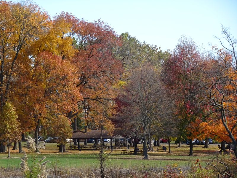 Giant Oak At Sharon Woods Metro Park, Columbus