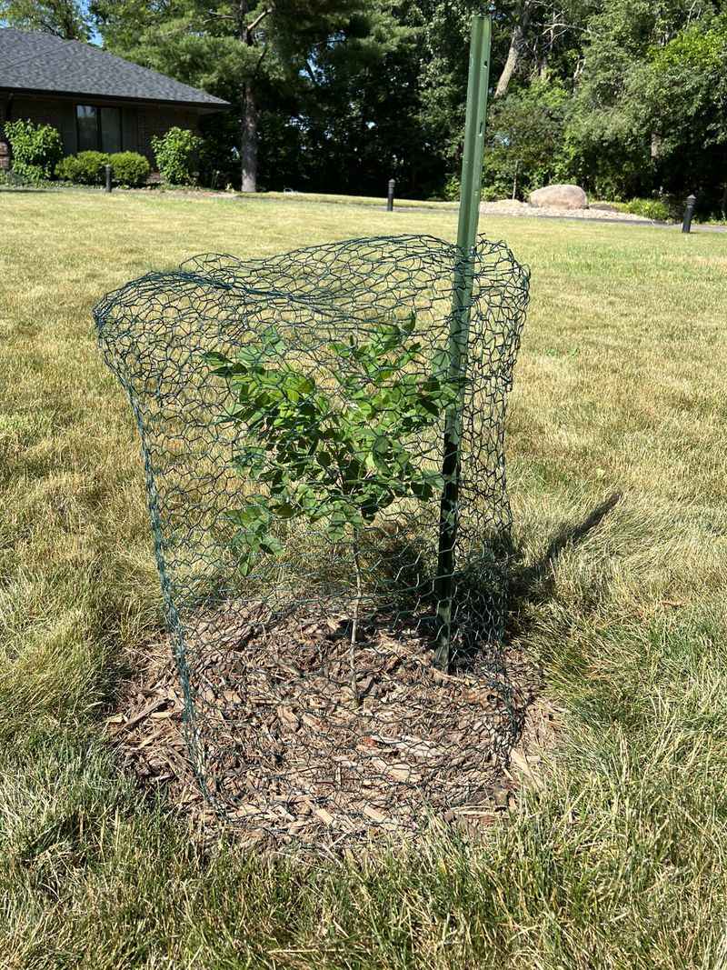 Check Tree Guards For Winter Damage