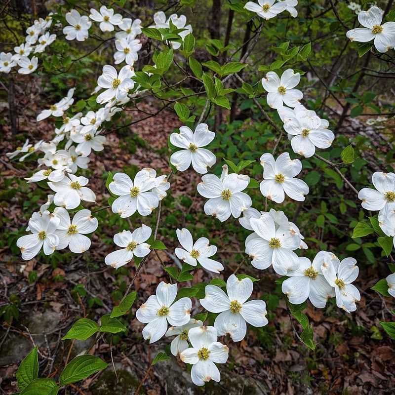 Flowering Dogwood