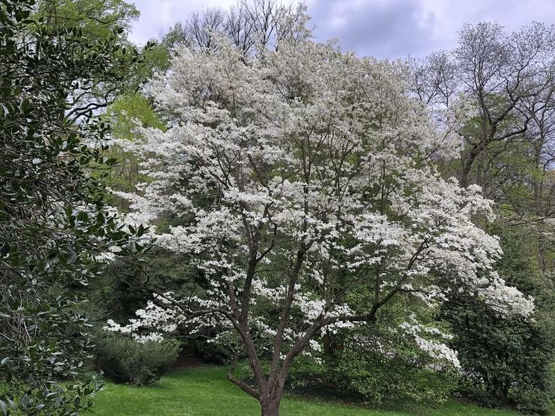 Flowering Dogwood