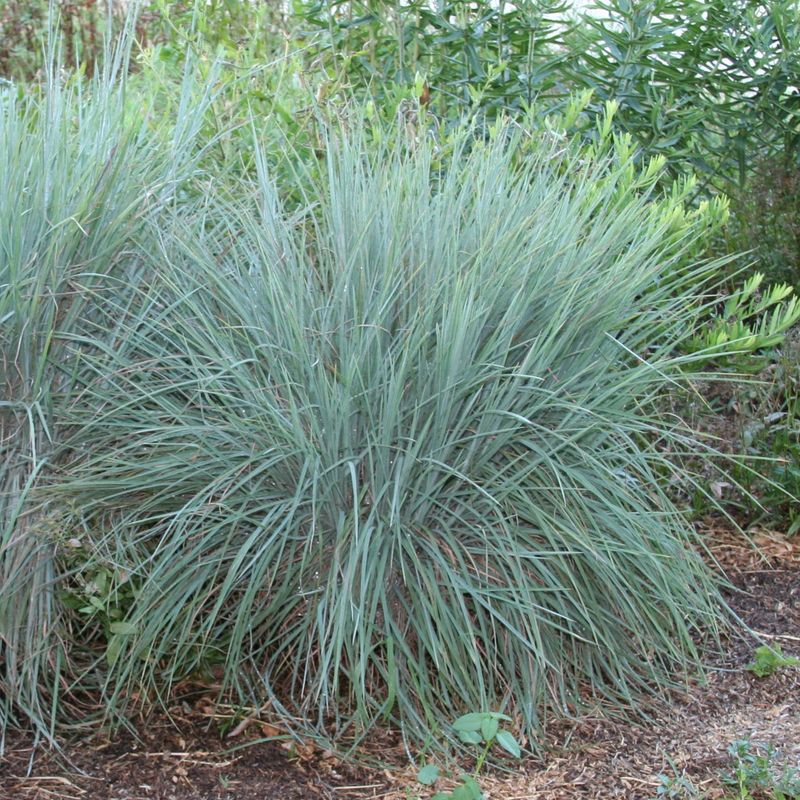 Little Bluestem (Schizachyrium Scoparium)