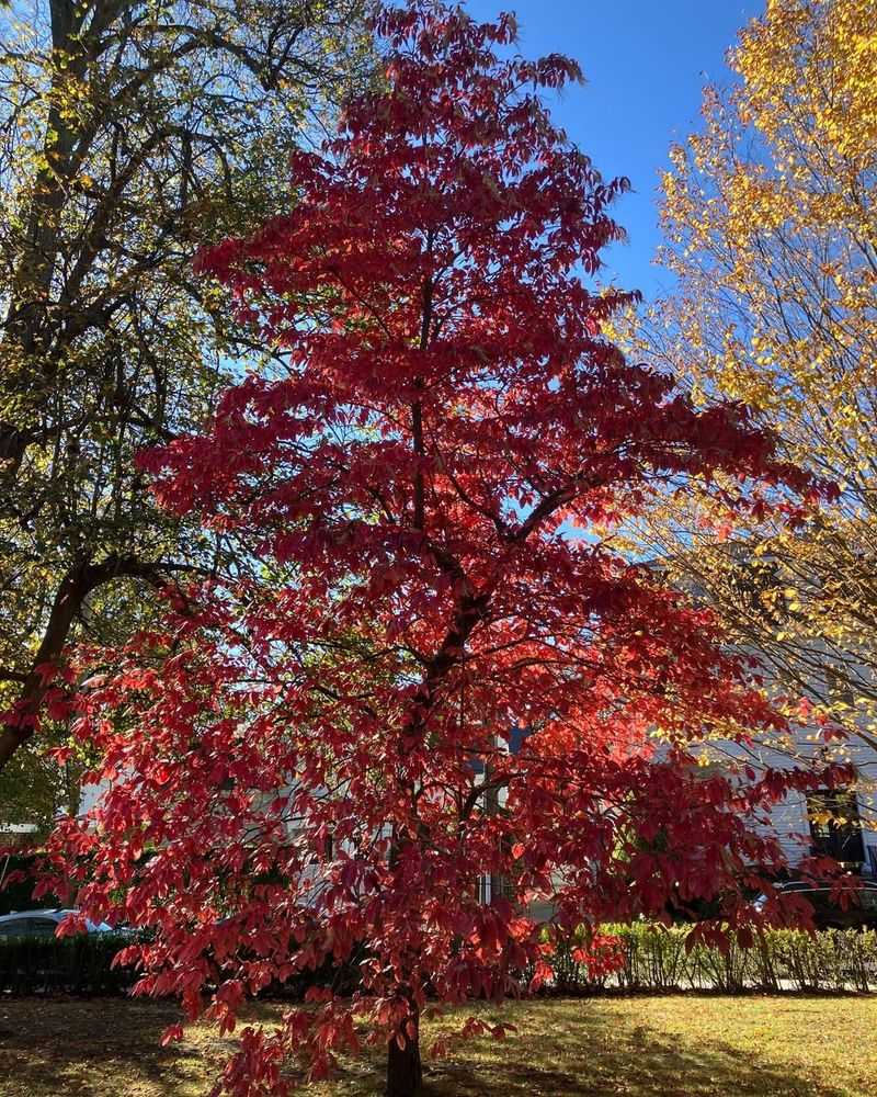 Sourwood (Oxydendrum Arboreum)