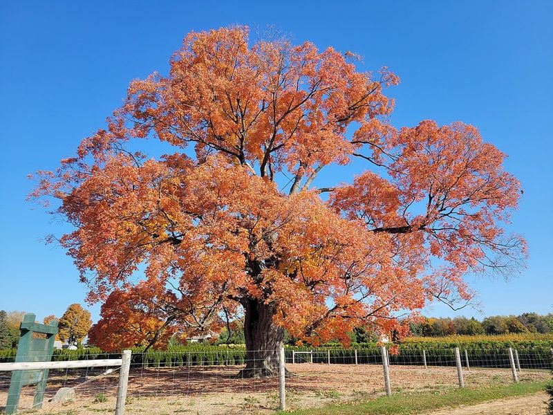Sugar Maple (Acer saccharum)