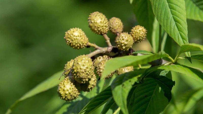 Ohio Buckeye Thrives Naturally In Local Soil