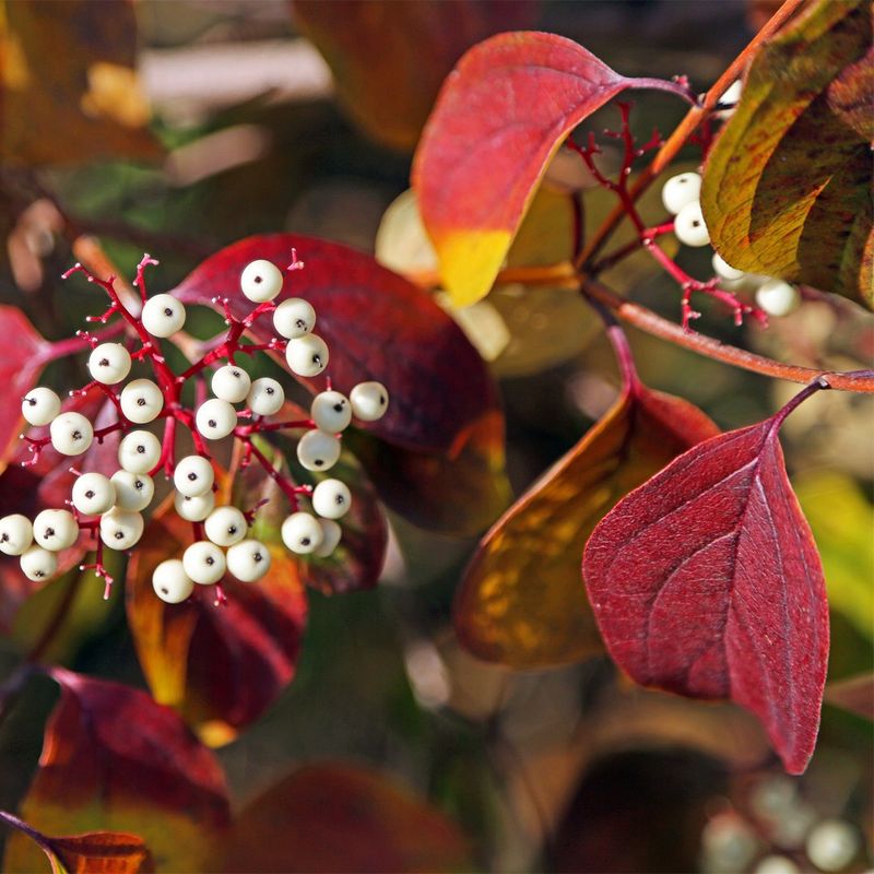Red Osier Dogwood Brings Early Berries