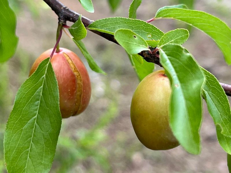 Chickasaw Plum Produces Small Sweet Plums