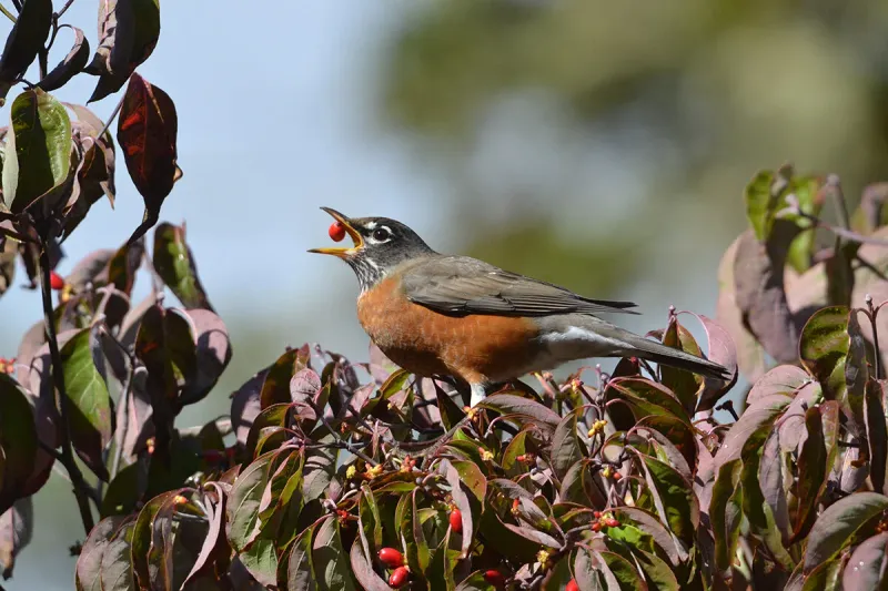 Dogwood Trees That Turn Your Yard Into A Robin Magnet