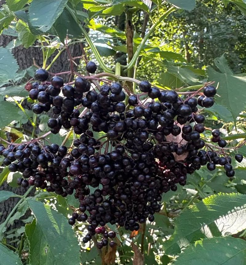 Western Elderberry