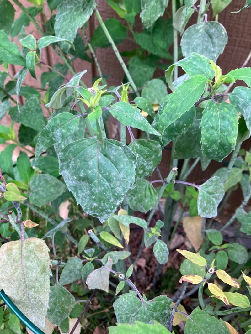 Infected Leaves Develop White Or Gray Powdery Coating