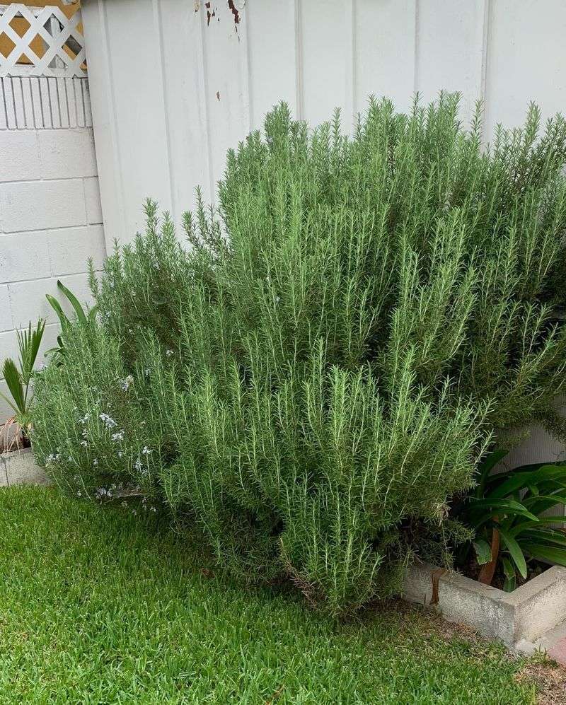 Aromatic Herb Gardens With Rosemary, Lavender, And Sage