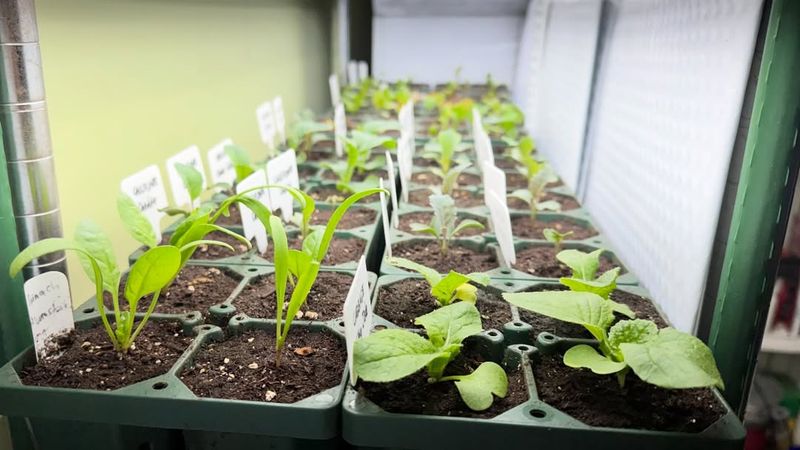 Start Seeds Indoors For Early Spring Crops