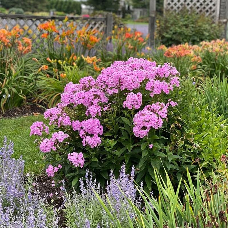 Garden Phlox Develop Fuller Growth After Separation
