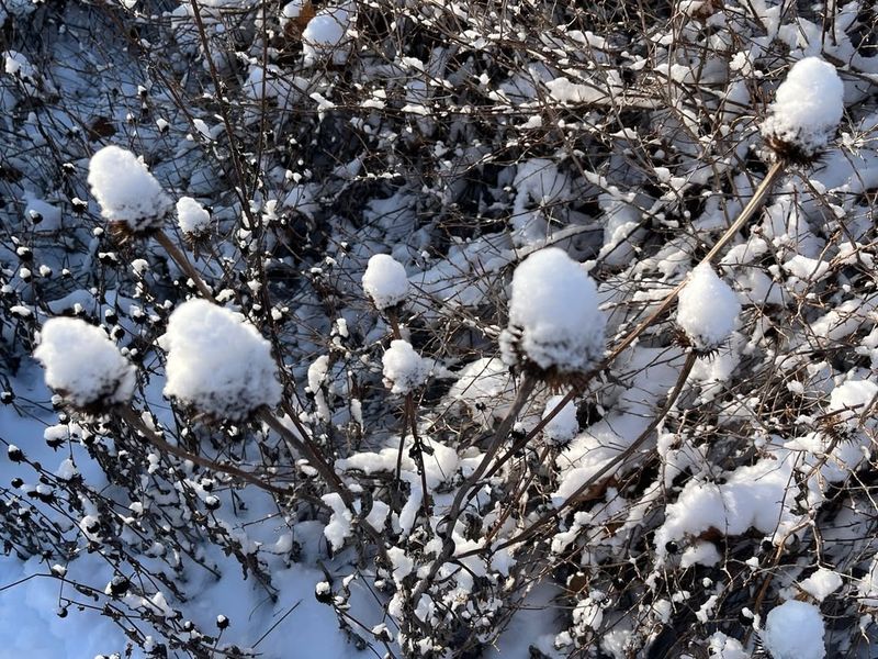 Coneflowers Experience Less Root Stress With Snow Insulation