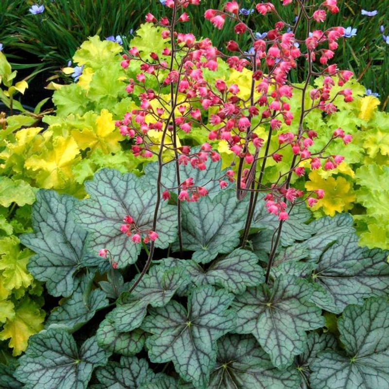 Coral Bells (Heuchera) 
