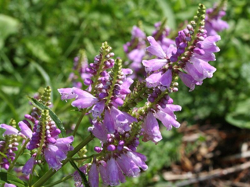 Obedient Plant Turns Wild When Roots Feel Confined