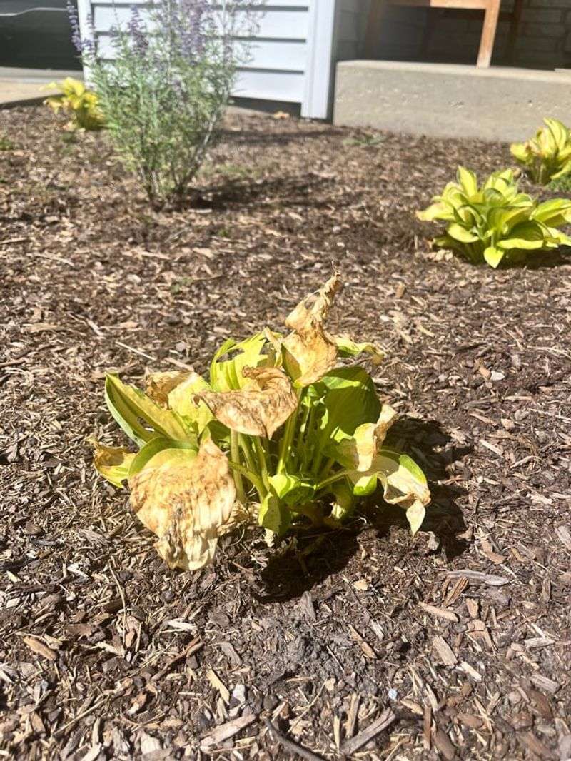 Hostas Burn And Demand Too Much Water