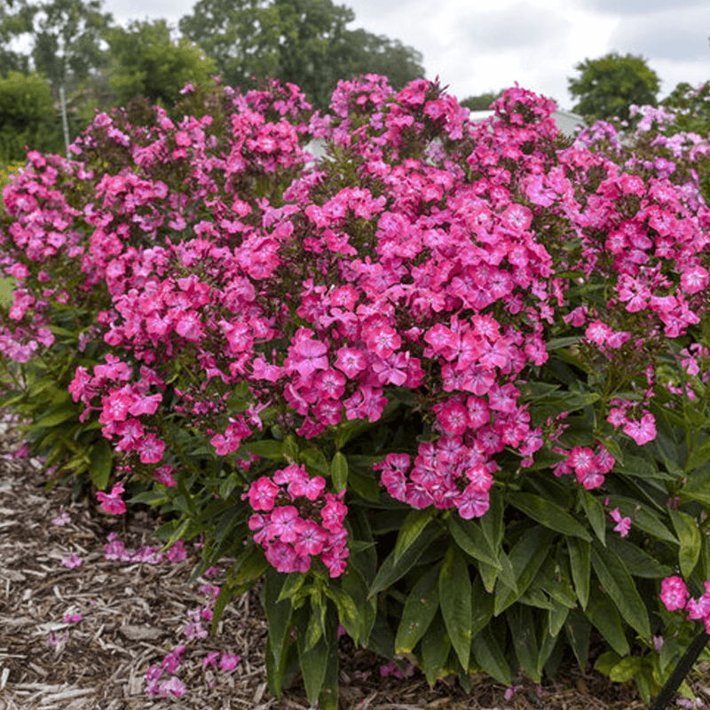 Garden Phlox Stays Vigorous And Blooms Well
