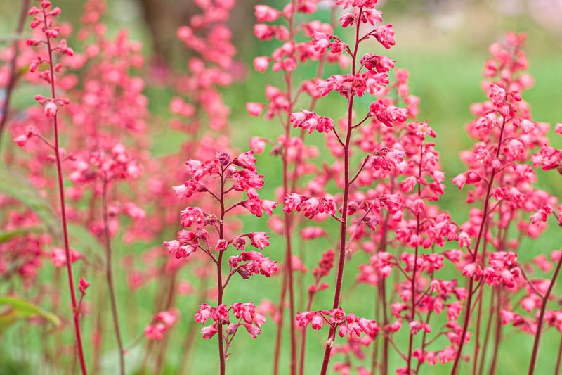 Coral Bells (Heuchera spp.)
