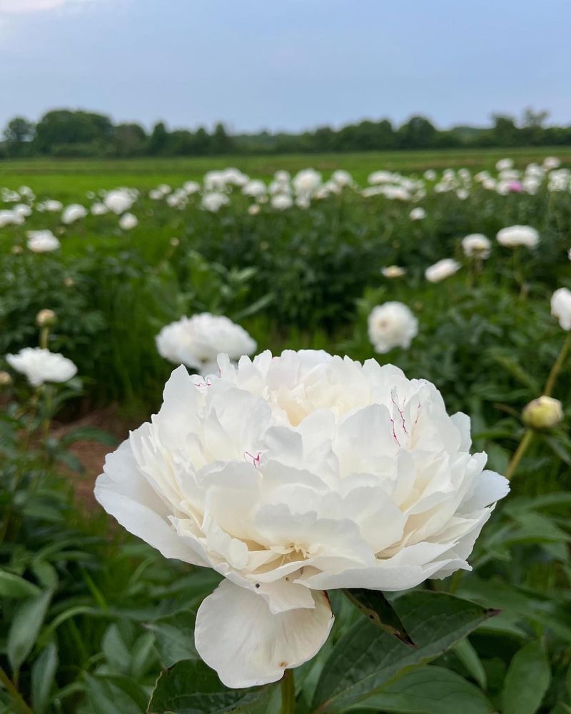 White Peony