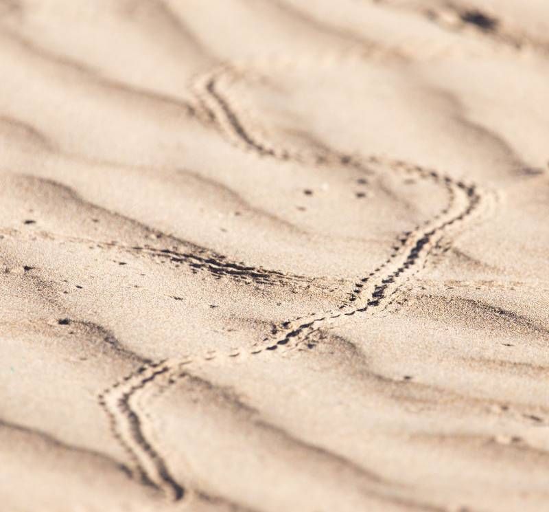 Smooth, Wavy Tracks In Soil Or Sand