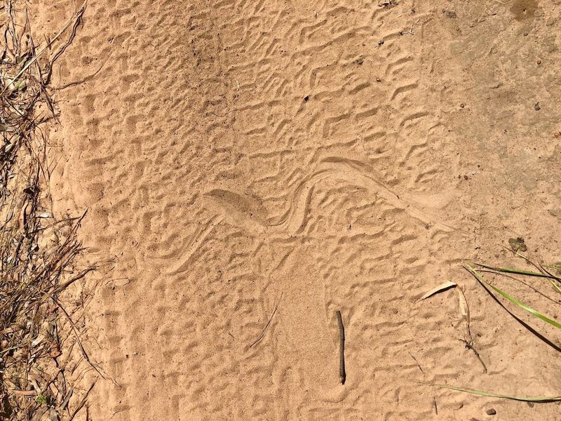 Slither Tracks In Dirt Or Sand