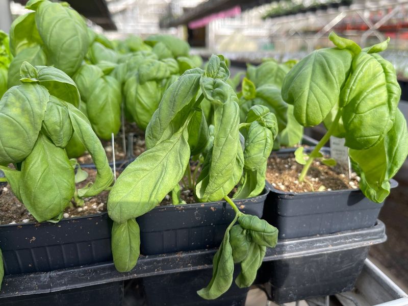 Entire Plant Shows Wilting And No Signs Of Recovery