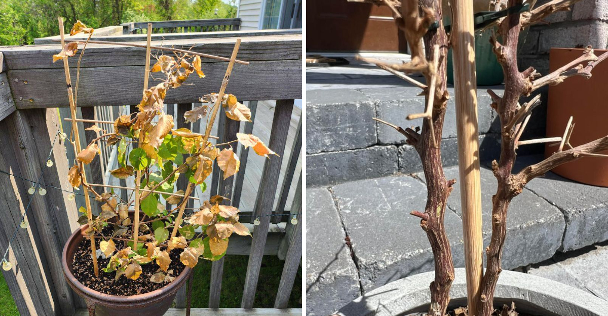 bougainvillea frost damage