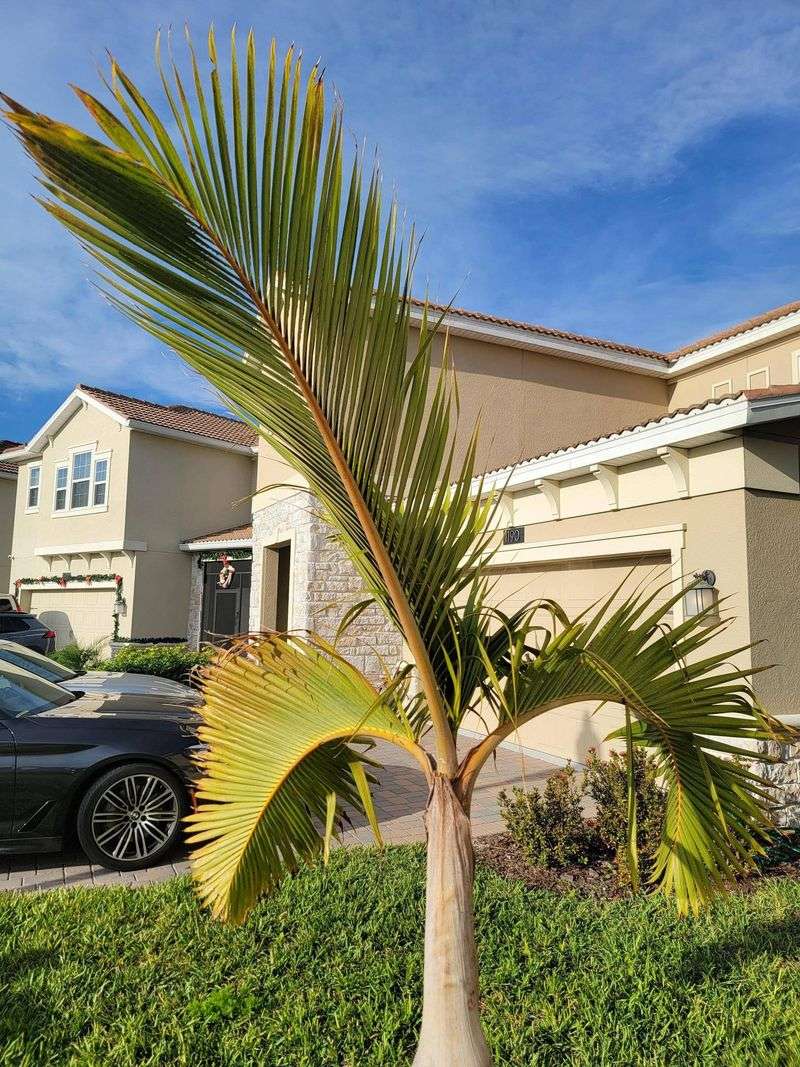 Not All Brown Fronds Need To Be Removed