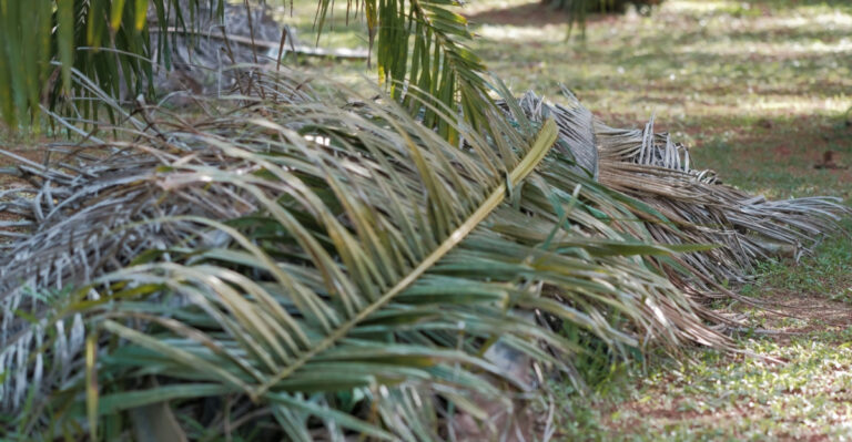 palm tree fronds pruned