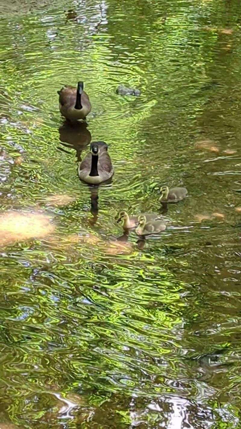A Habitat For Birds Amphibians And Local Wildlife