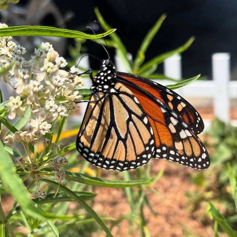 Narrowleaf Milkweed (Asclepias fascicularis)