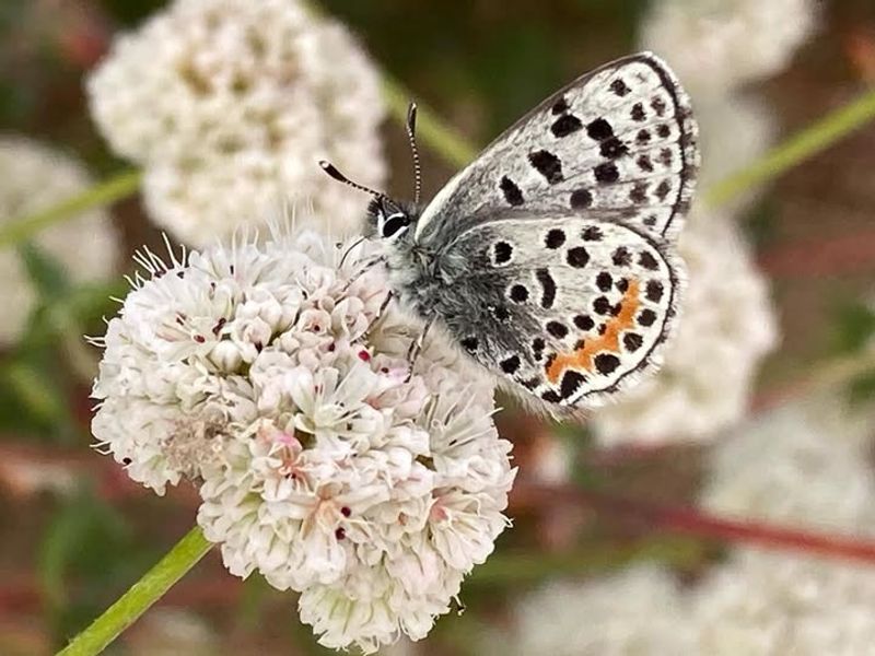 Wild Buckwheat (Eriogonum spp.)