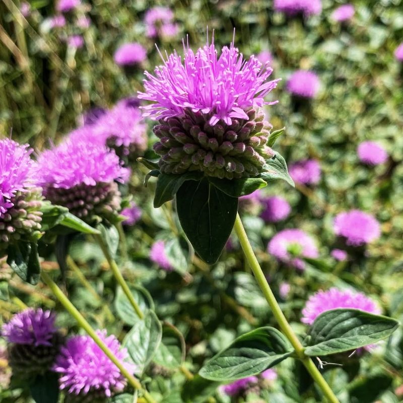 Coyote Mint (Monardella villosa)